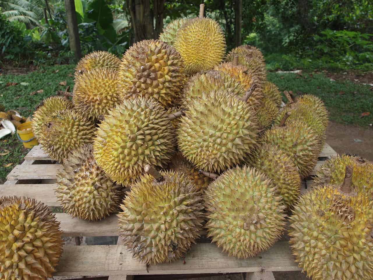 8 Healthy Benefits of Durian