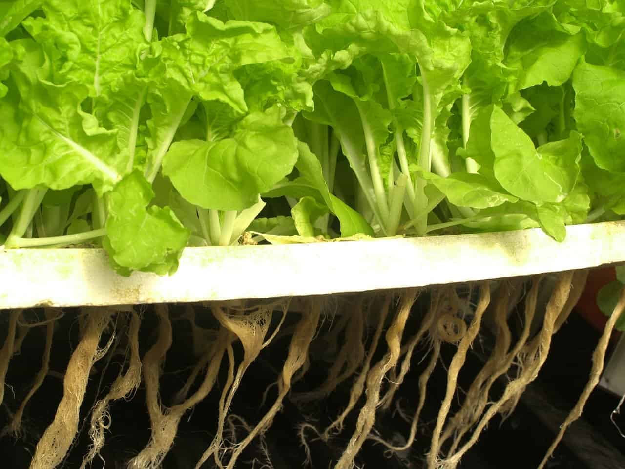 Plants for You Who Want to Gardening at Home