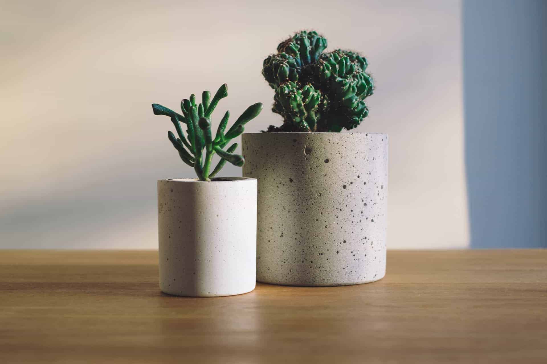 Hunting Unique Ornamental Plants at Living with LoF