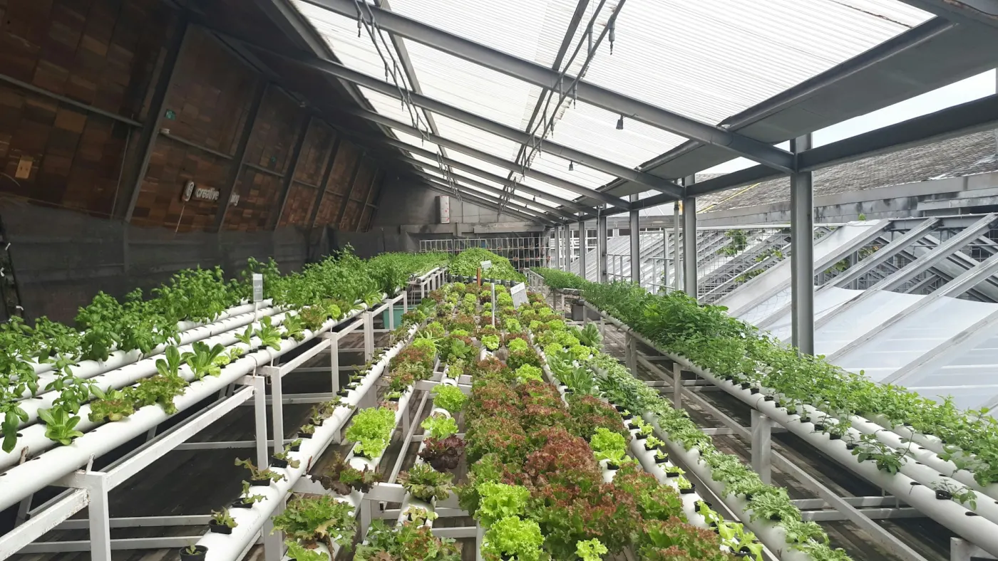 Fenomena Komunitas 'Urban Farming' di Atap Gedung Perkotaan