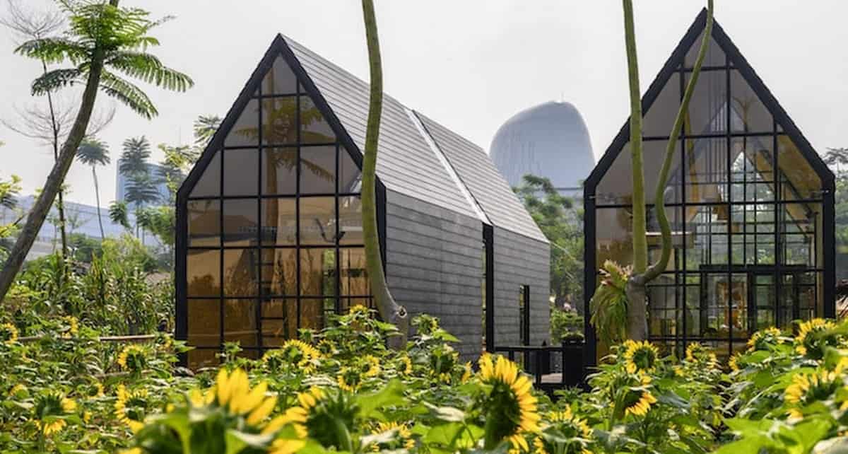 Indahnya Kebun Bunga Matahari di Arumdalu Farm