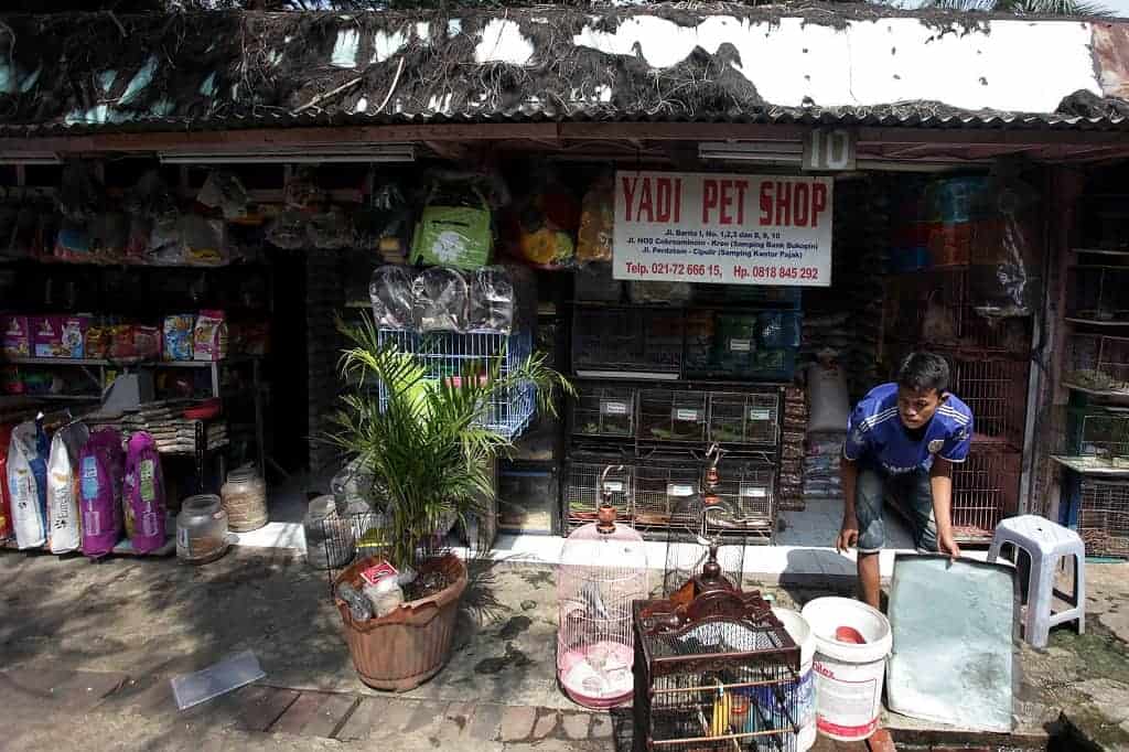 3 Pasar yang Harus Dikunjungi Para Pecinta Hewan Peliharaan