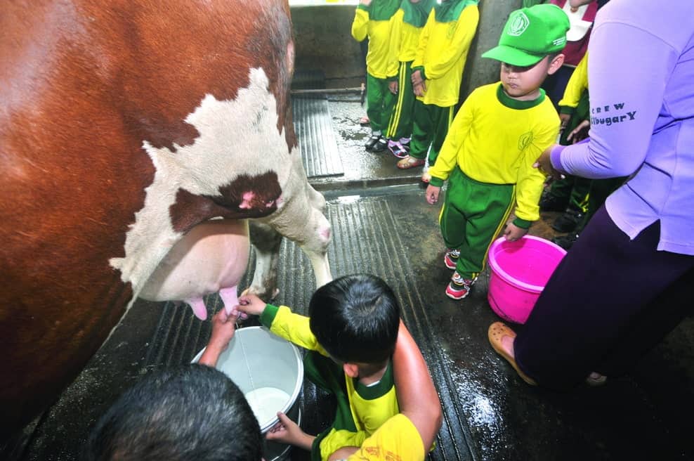 Yuk Belajar Memerah Sapi di Cibubur Garden Diary