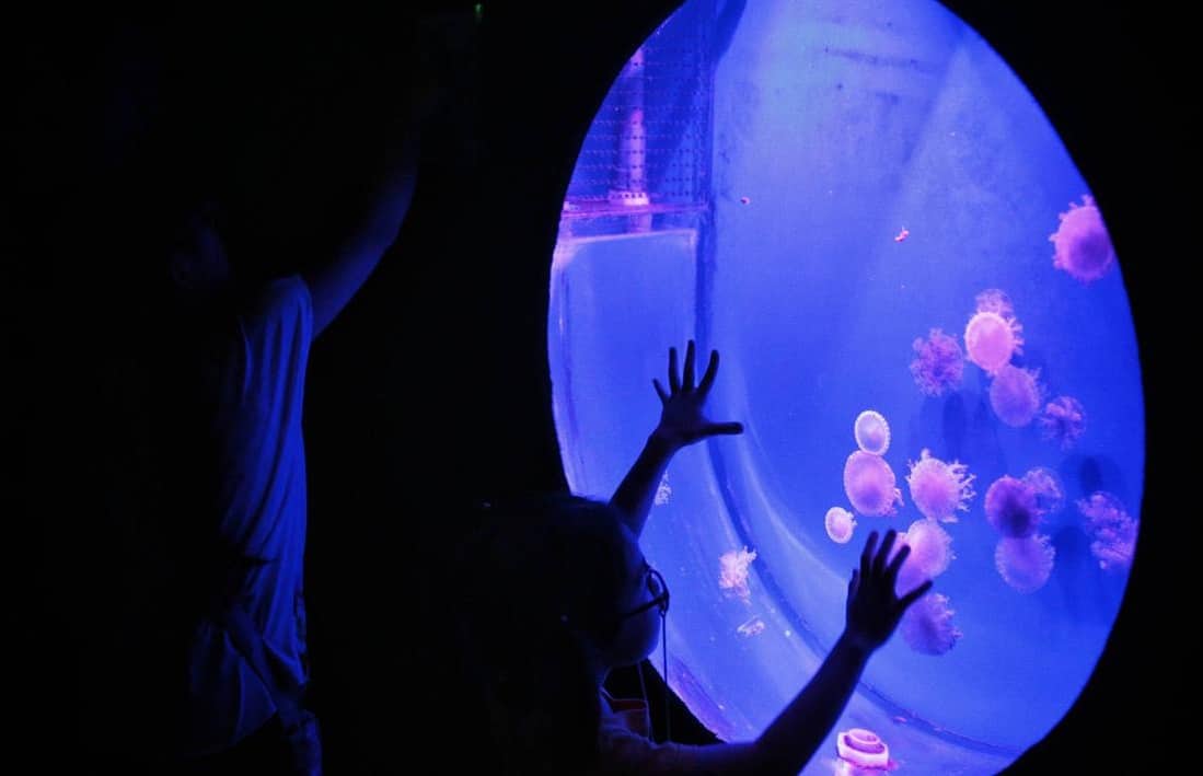 Find Harmless Jellyfish at Seaworld Ancol