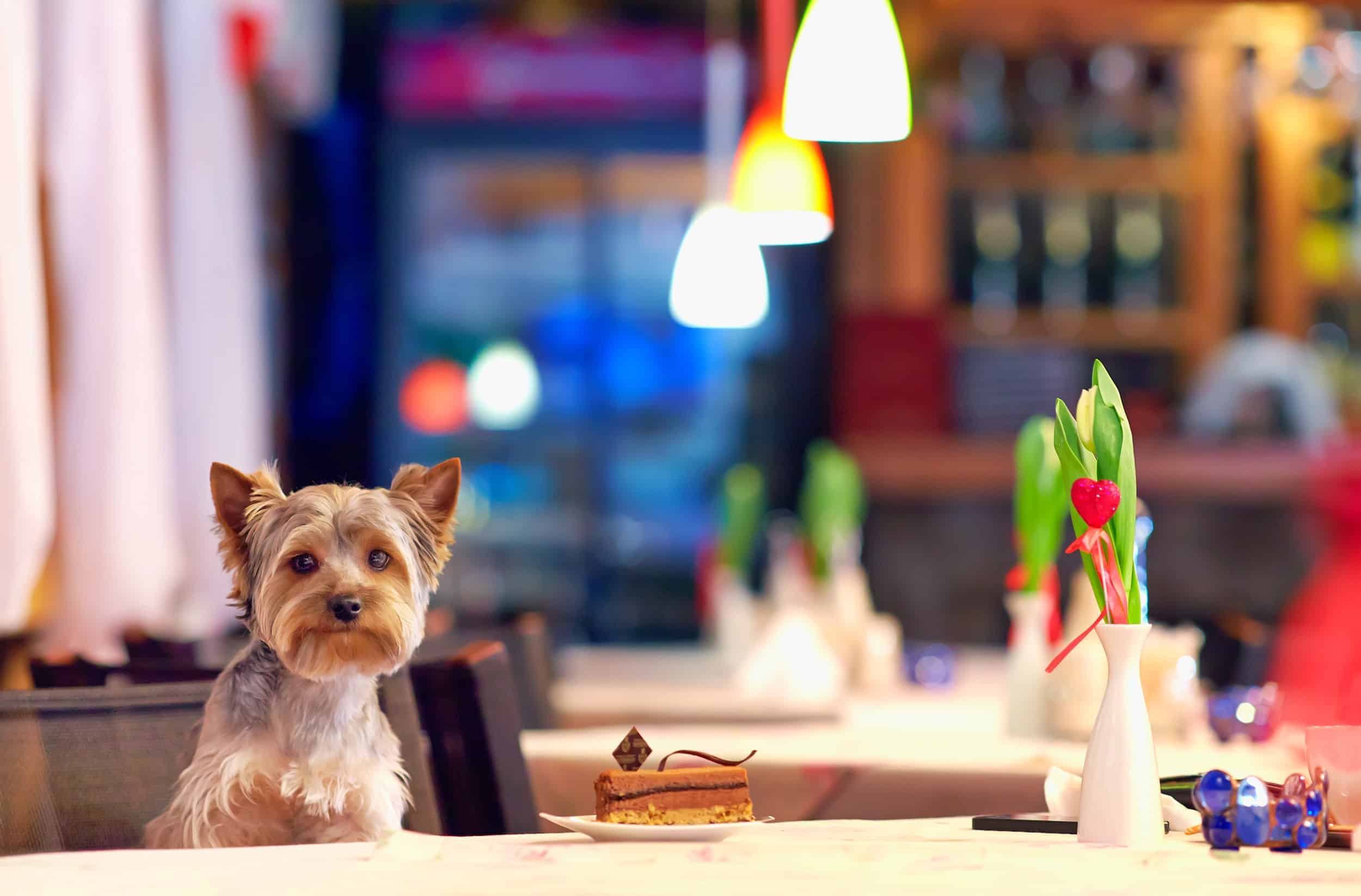 Dog Friendly Café and Restaurant in Jakarta (Part II)