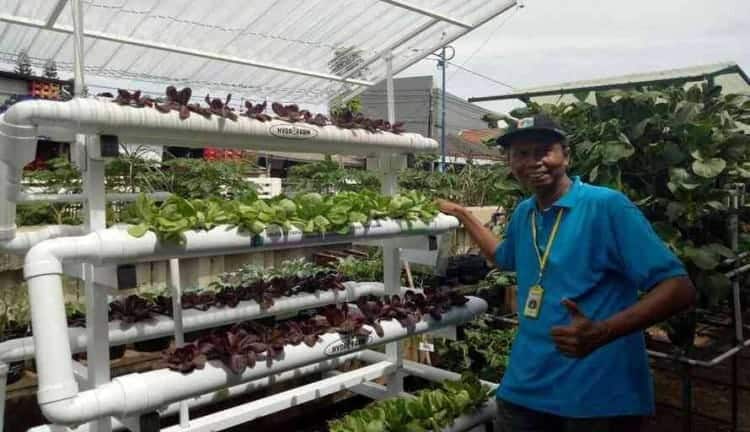 Gang Hijau Sebarkan Manfaat Urban Farming