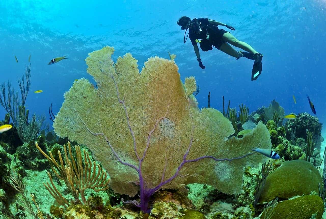 Best Diving Spots in Indonesia (Part II)