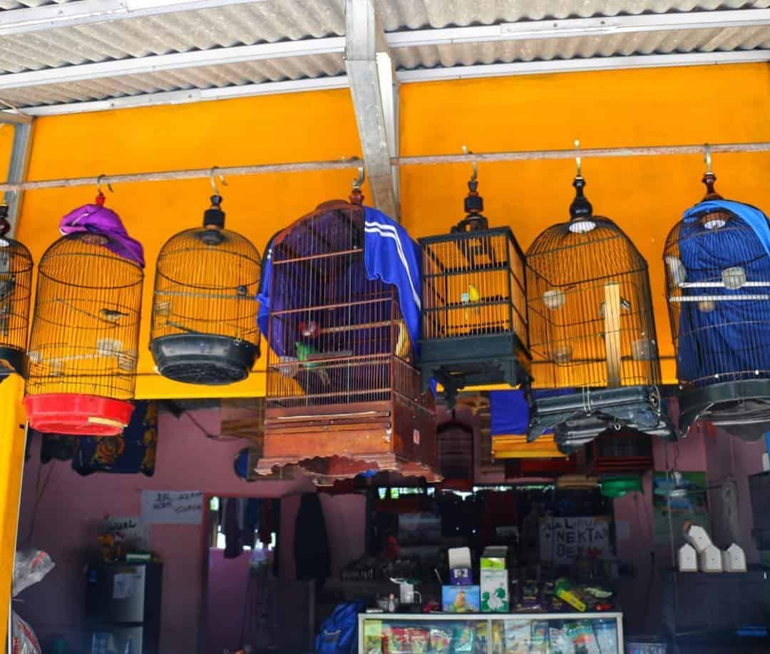 Berburu Burung Bersuara Merdu di Pasar Burung Kelapa Gading