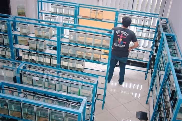 Di Sini Tempatnya Berburu Ikan Hias Cupang