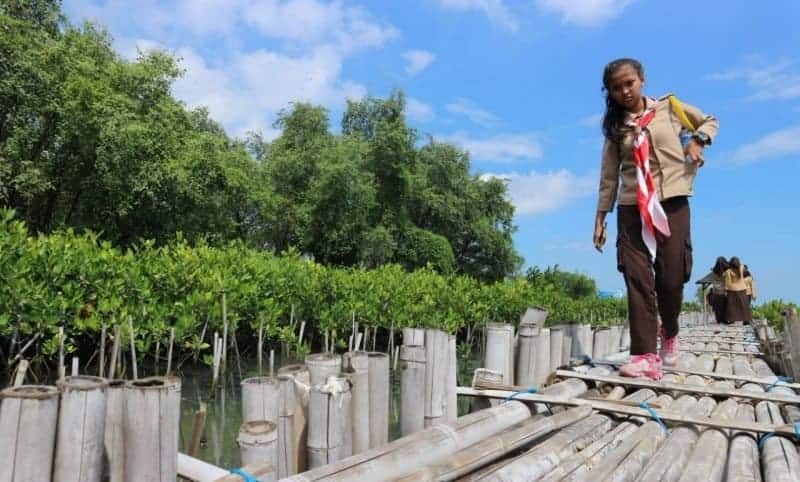 Ecomarine Mangrove Tourism, an Oasis in Muara Angke Neighbourhood
