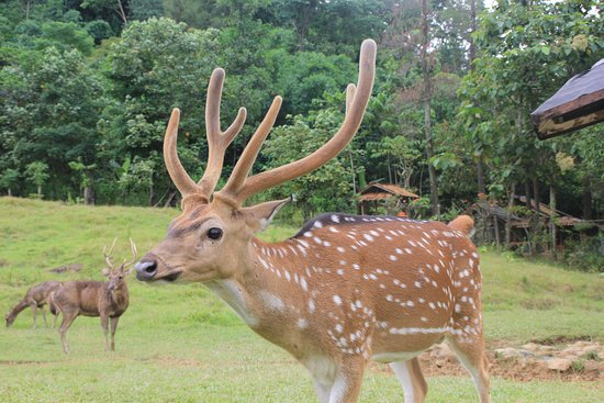 Serunya Libur Tahun Baru di Penangkaran Rusa Ini