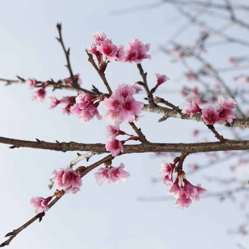 Enchanting Beauty of Sakura Garden in Cibodas