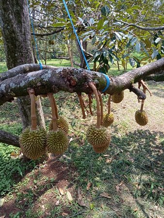 Pick and Eat Your Harvest at Warso Farm