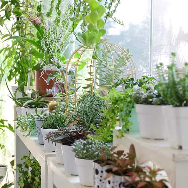 Ingin Menjadi Plant Parent? Cari Tanamannya di L.O.F