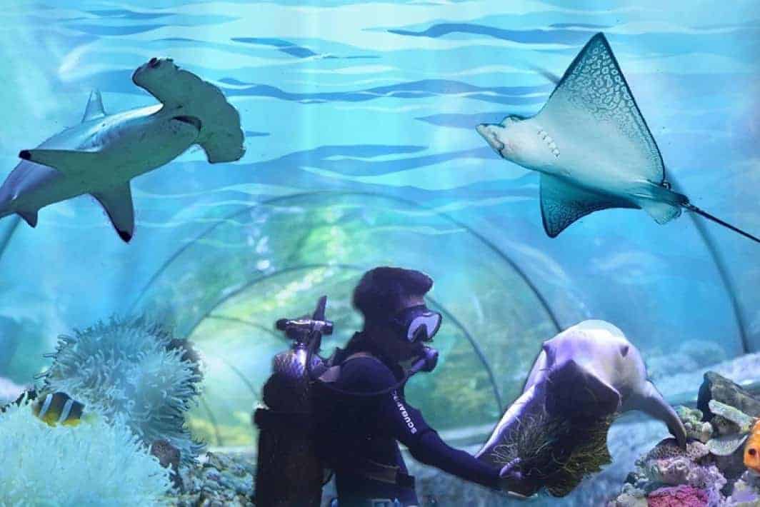 Mengenali Kehidupan Dunia Laut di Seaworld