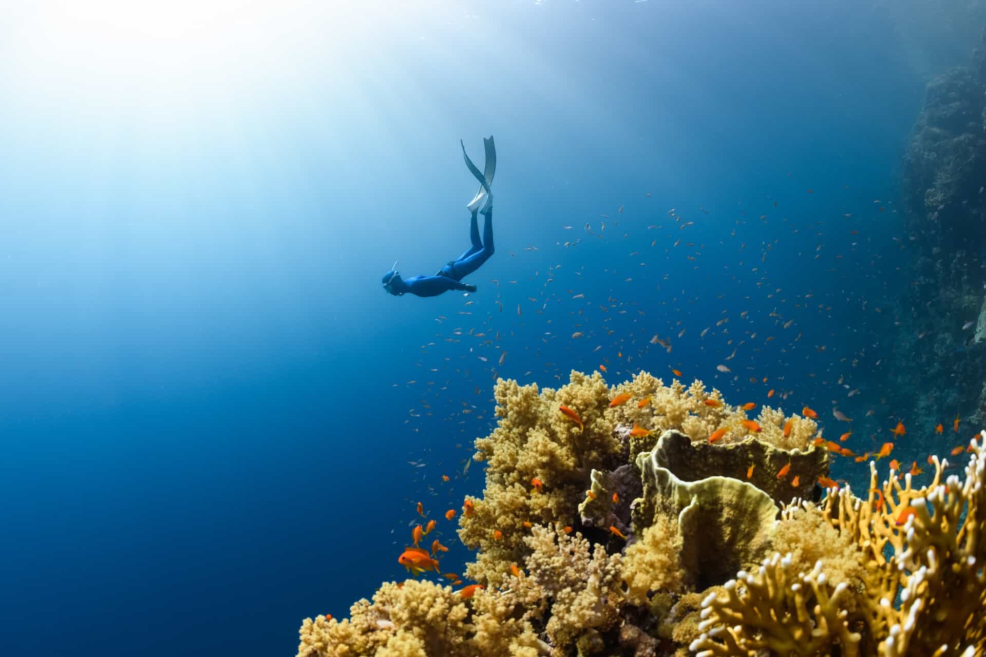 Rekomendasi Spot Diving Terbaik di Indonesia (Part I)