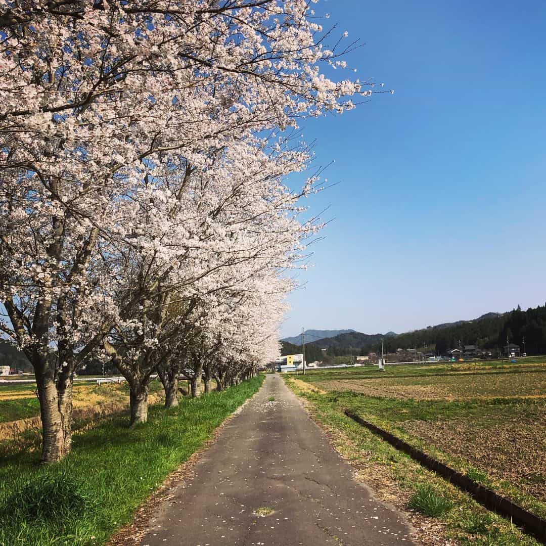 6 Places To See Cherry Blossoms In Indonesia