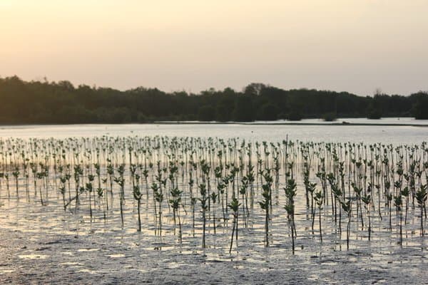 Keindahan Panorama Alami Hutan Mangrove Muara Gembong